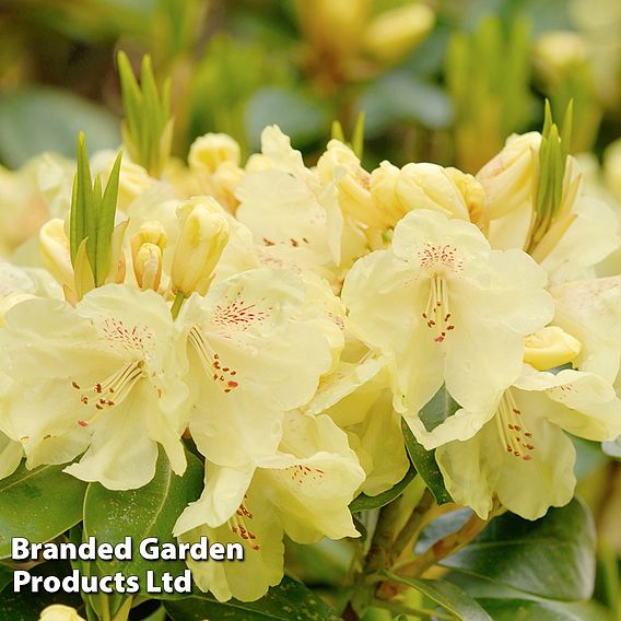 Rhododendron 'Swift'