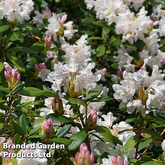 Rhododendron 'Tinkerbird'