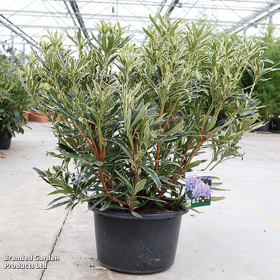 Rhododendron ponticum 'Variegatum'