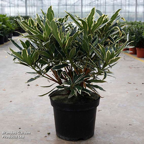 Rhododendron ponticum 'Variegatum'