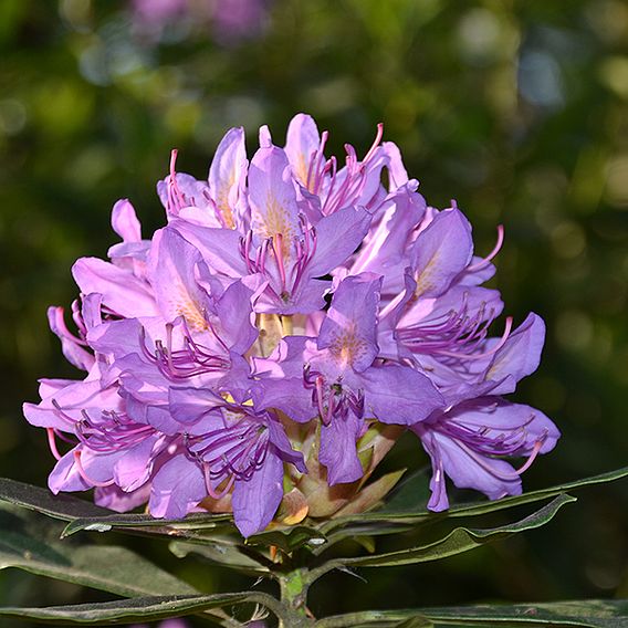 Rhododendron ponticum 'Variegatum'