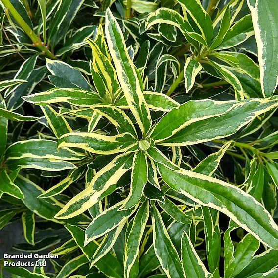 Rhododendron ponticum 'Variegatum'