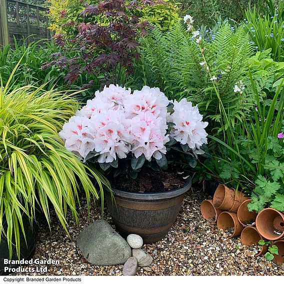 Rhododendron 'XXL White Flamingo'