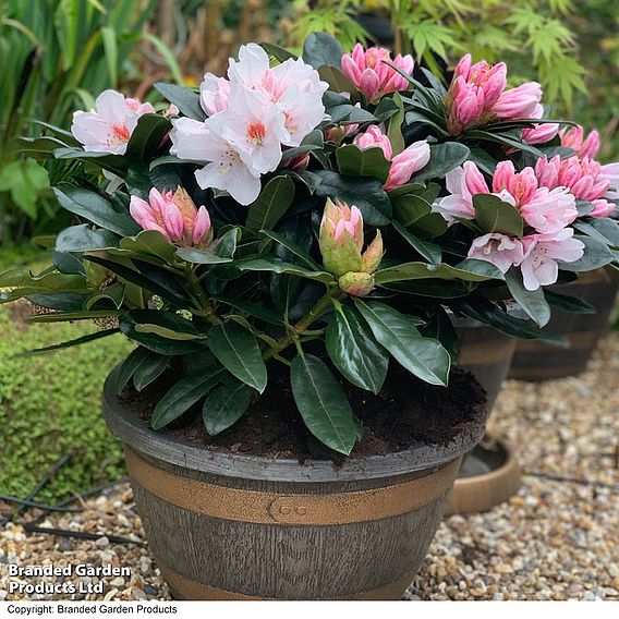 Rhododendron 'XXL White Flamingo'