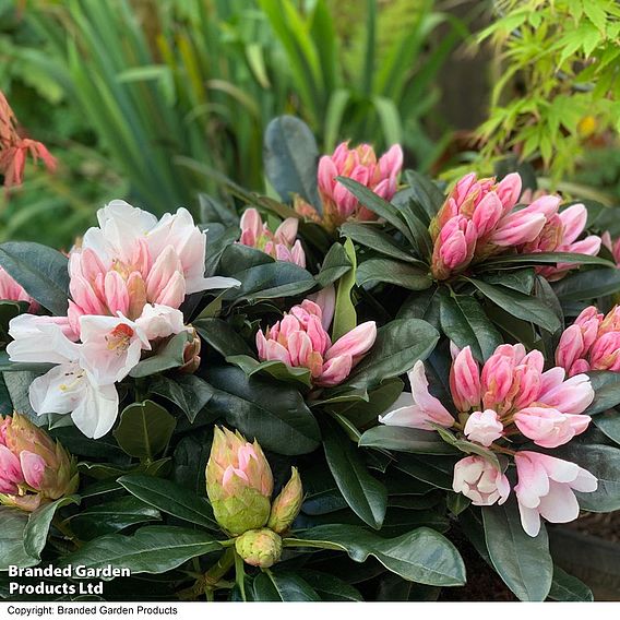 Rhododendron 'XXL White Flamingo'