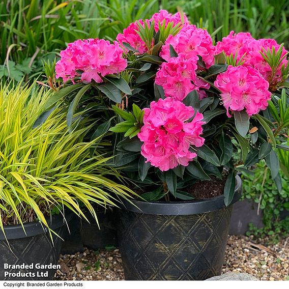 Rhododendron 'XXL Lila Flame'