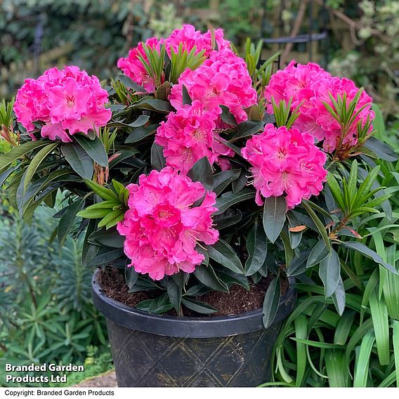 Rhododendron 'XXL Lila Flame'