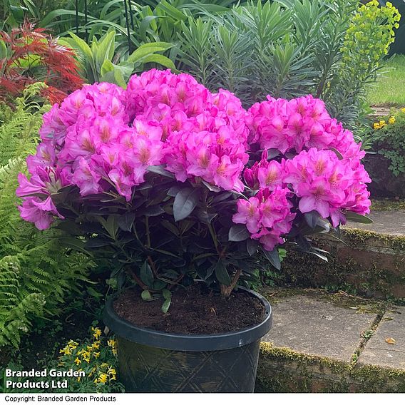 Rhododendron 'XXL Pink Tiger'