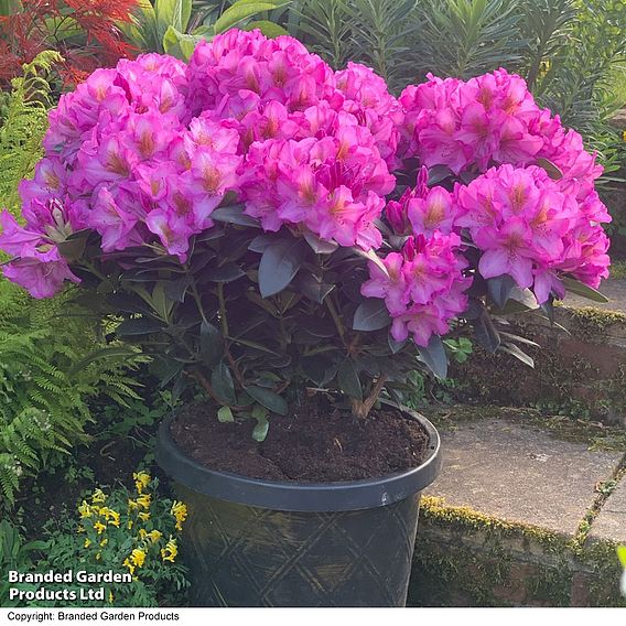 Rhododendron 'XXL Pink Tiger'