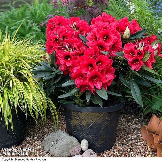 Rhododendron 'XXL Red Devil'