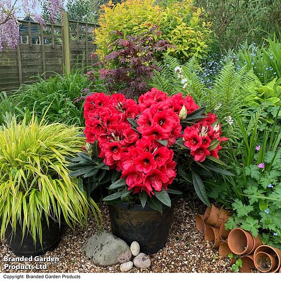 Rhododendron 'XXL Red Devil'