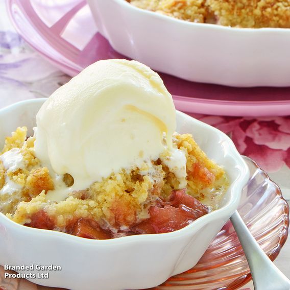 Rhubarb 'Crumble King'