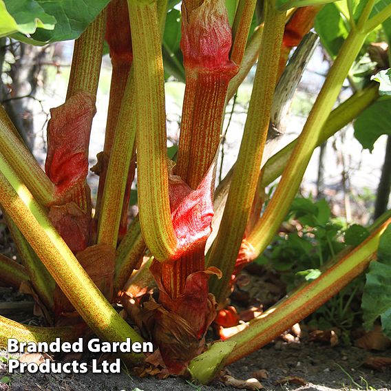 Rhubarb 'Timperley Early' (Spring/Autumn Planting)