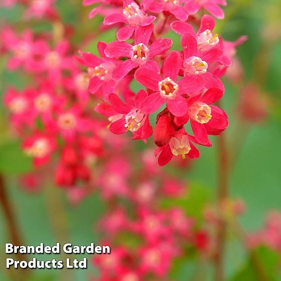 Ribes sanguineum 'Amour'