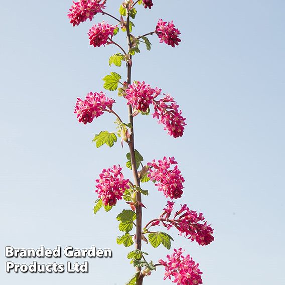 Ribes sanguineum 'Amour'