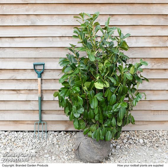 Prunus laurocerasus Rotundifolia (Hedging)