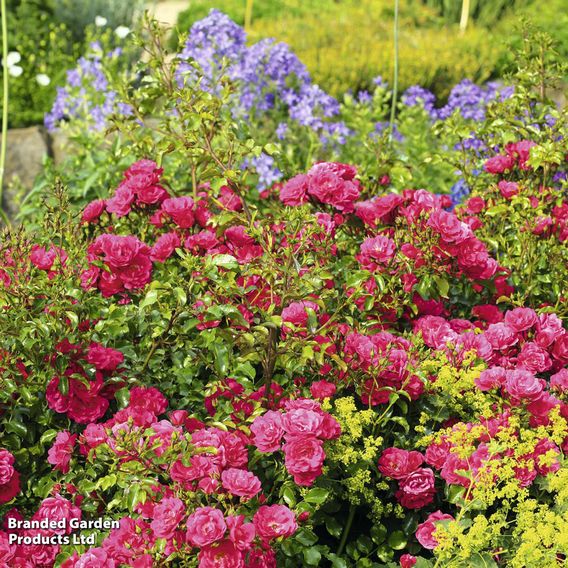 Rose 'Pink Flower Carpet' (Procumbent Rose)