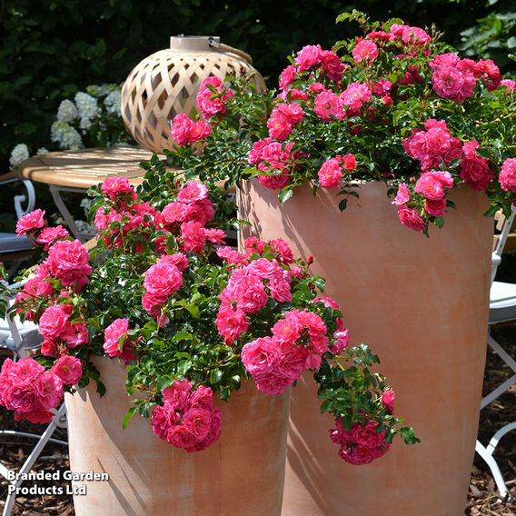 Rose 'Pink Flower Carpet' (Procumbent Rose)