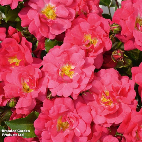 Rose 'Pink Flower Carpet' (Procumbent Rose)