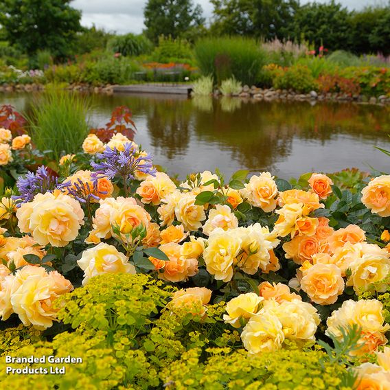 Rose 'Queen Bee' (Floribunda Rose)