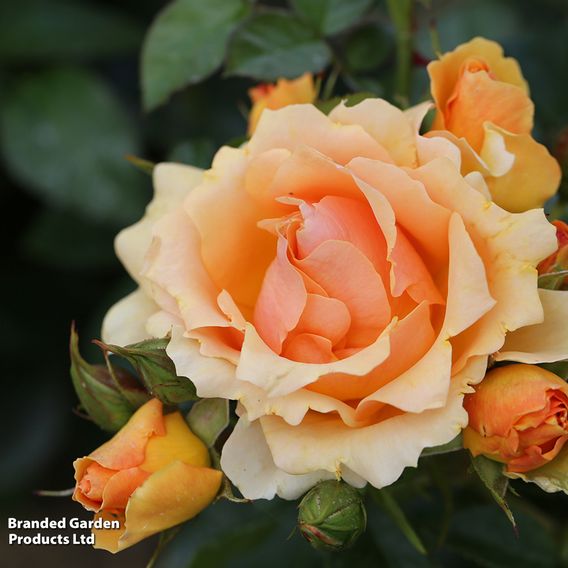 Rose 'Queen Bee' (Floribunda Rose)