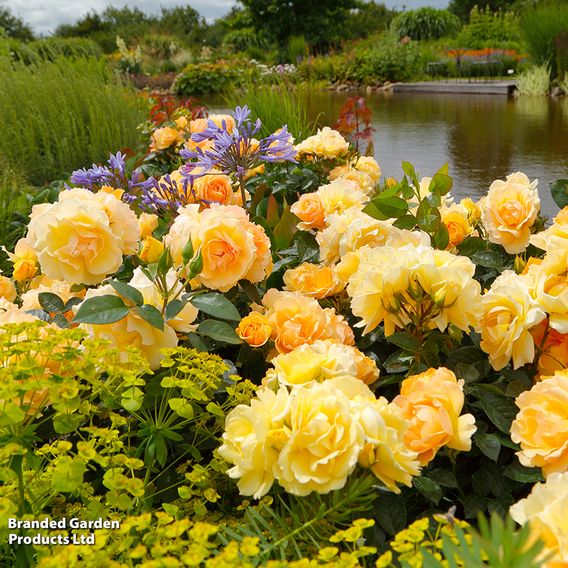 Rose 'Queen Bee' (Floribunda Rose)