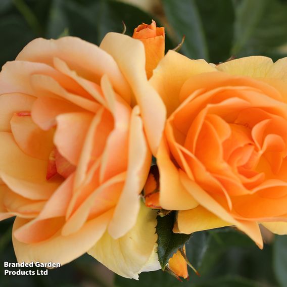 Rose 'Queen Bee' (Floribunda Rose)