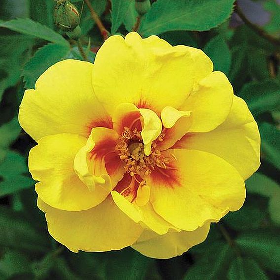 Rose 'Eye of the Tiger' (Shrub Rose)