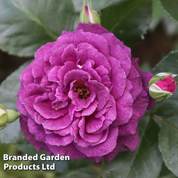 Rose 'Ebb Tide'