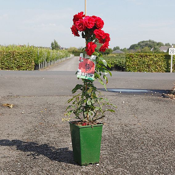 Rose 'Amadeus' (Climbing)