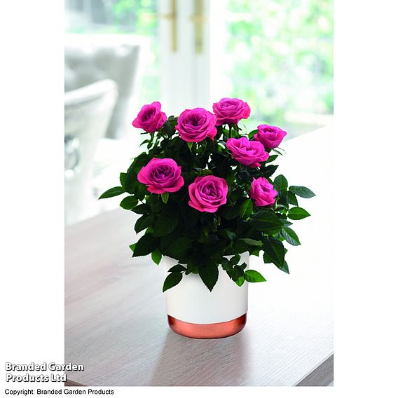 Rose 'Deep Pink' (RosAroma™) - Gift