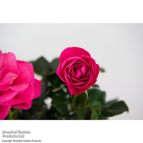 Rose 'Deep Pink' (RosAroma™)