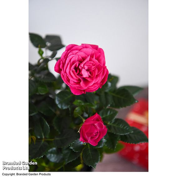 Rose 'Deep Pink' (RosAroma™) - Gift