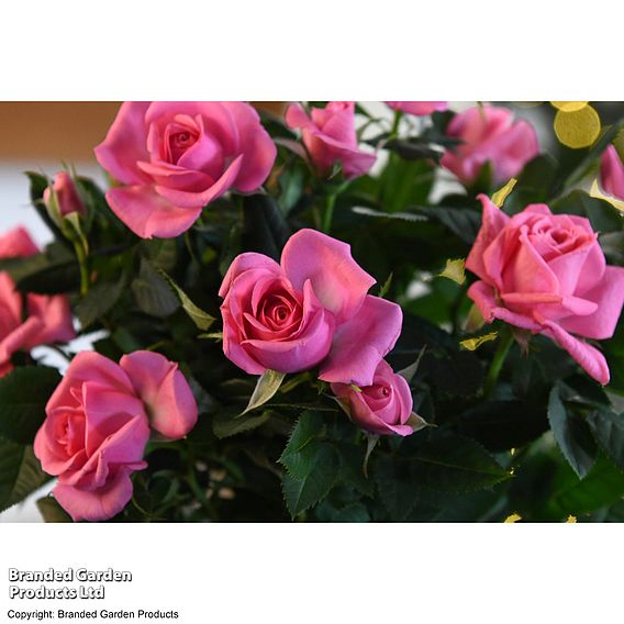 Rose 'Deep Pink' (RosAroma™) - Gift