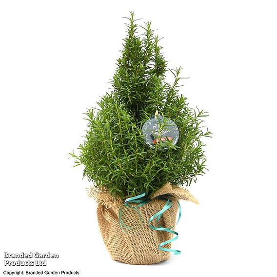 Rosemary Christmas Tree - Gift