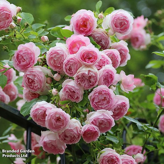 Rose 'Eden Rose 88'