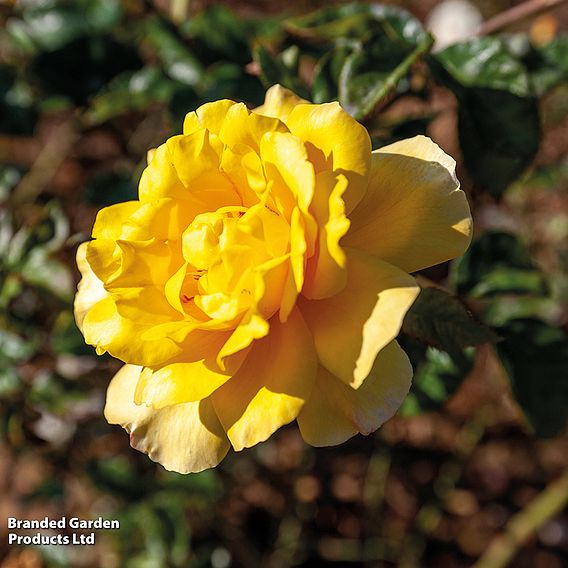 Rose 'Golden Showers' (Climbing)