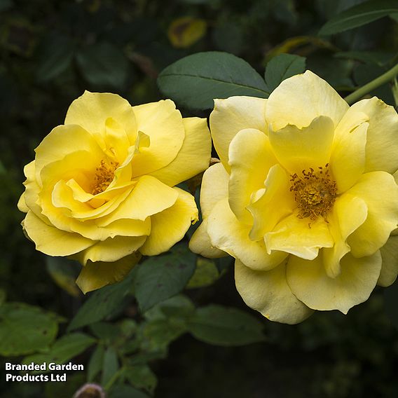 Rose 'Golden Showers' (Climbing)