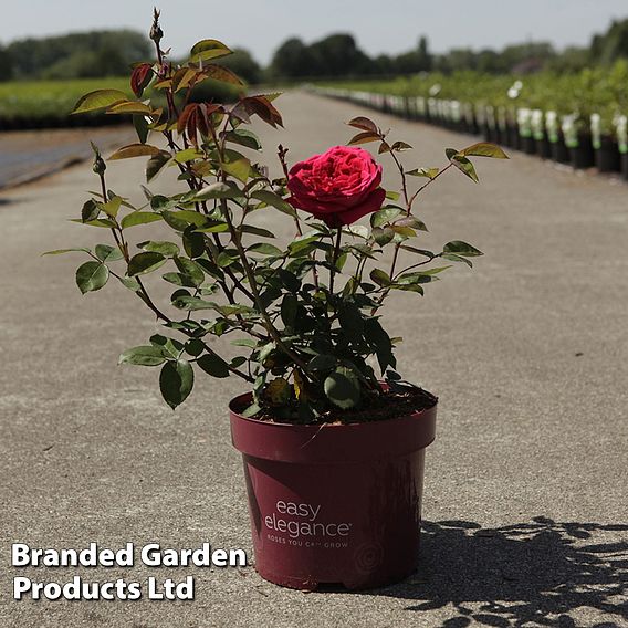 Rose 'Easy Elegance Kashmir' (Modern Shrub Rose)