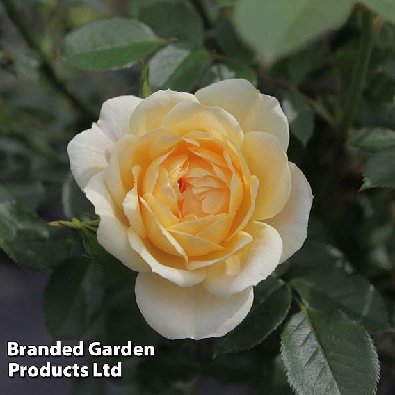 Rose 'Happy Go Lucky' (Floribunda Rose)