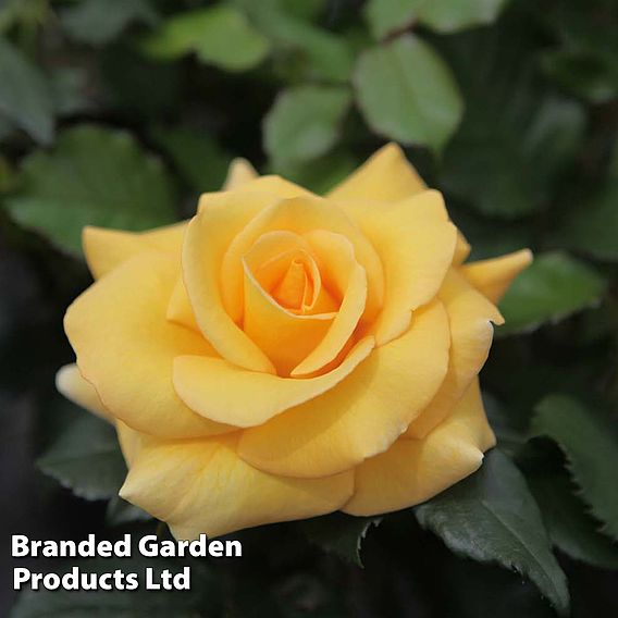 Rose 'Mellgold' (Shrub Rose)