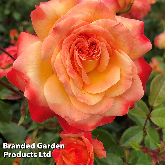 Rose 'Meteor' (Floribunda Rose)