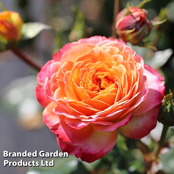 Rose 'Meteor' (Floribunda Rose)