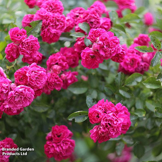 Rose 'Madame Isaac Péreire' (Climbing Bourbon)