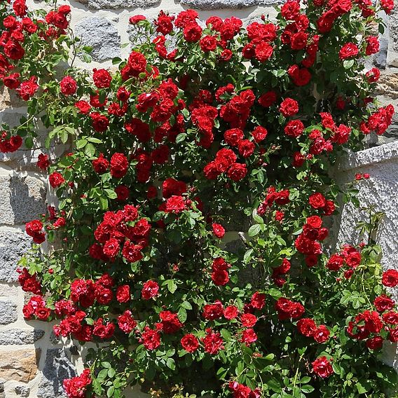 Rose 'Paul's Scarlet' (Climbing)