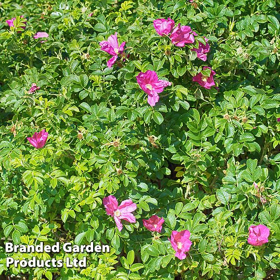 Rose rugosa 'Rubra' (Species Shrub Rose)