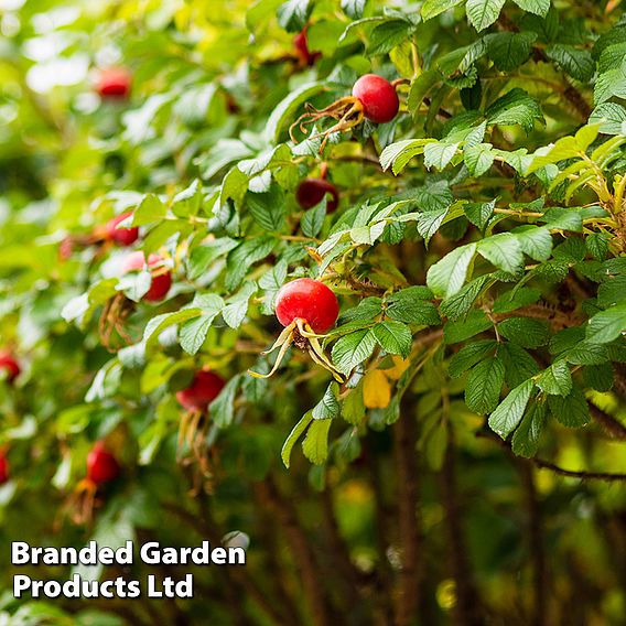 Rose rugosa 'Rubra' (Species Shrub Rose)