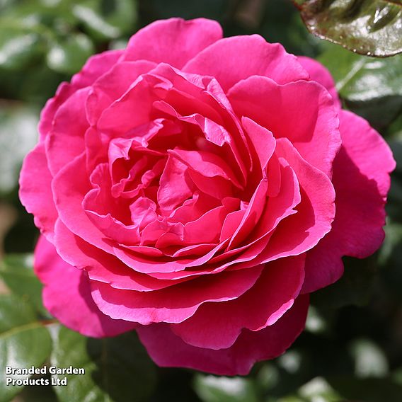 Rose 'Five Scented Doubles Collection'