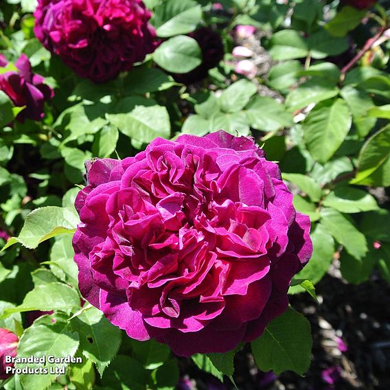 Rose 'Five Scented Doubles Collection'