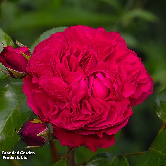 Rose 'Five Scented Doubles Collection'